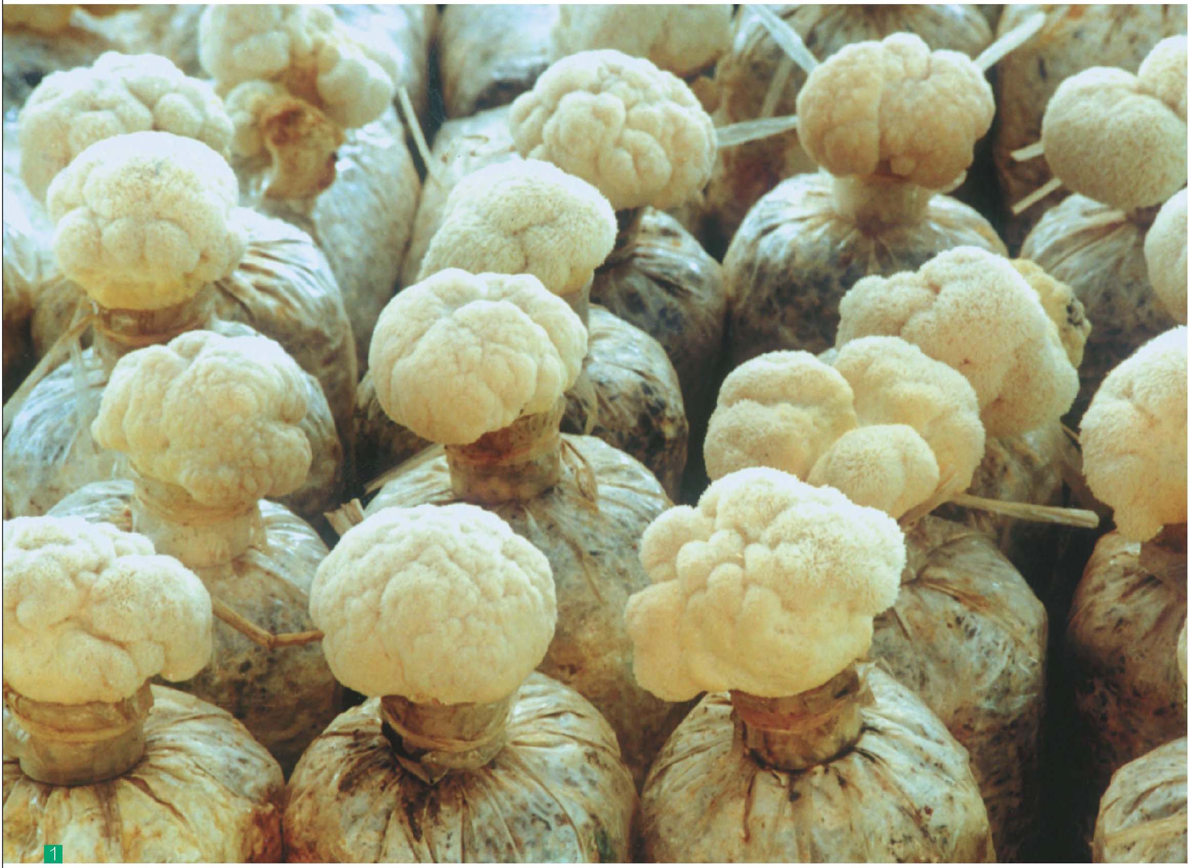 桦树茶菇在民药中用于茶或咖啡的愈合 库存图片. 图片 包括有 模式, 本质, 金属, 健康, 手帕, 概念 - 173044585